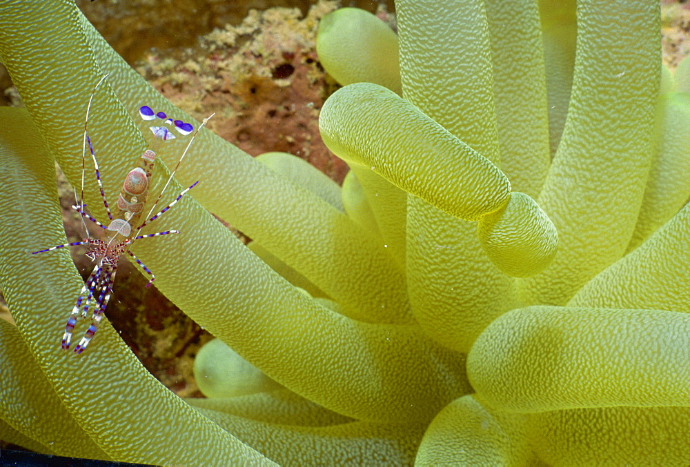 Purple and white shrimp on yellow tentacle coral, Honduras, Central America