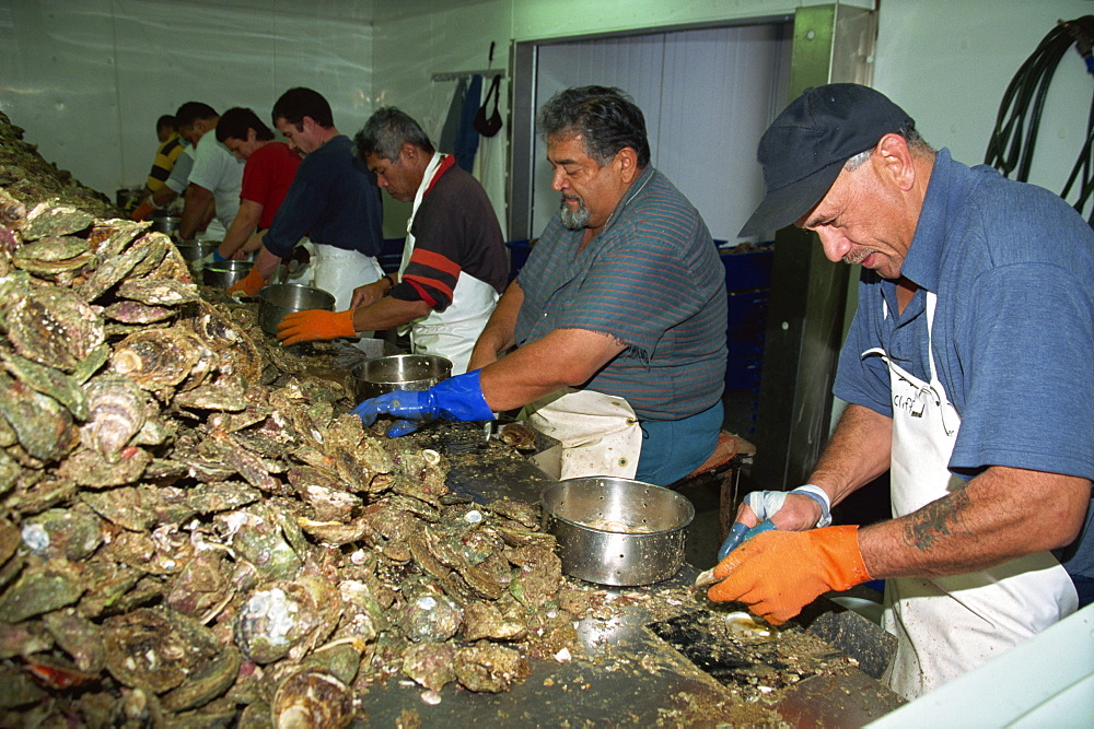 Maoris working processing oysters from shells, Bluff, Southland, South Island, New Zealand, Pacific