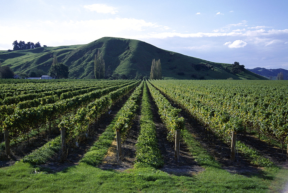 Rows of vines in vineyard, Gisborne, East Coast, North Island, New Zealand, Pacific