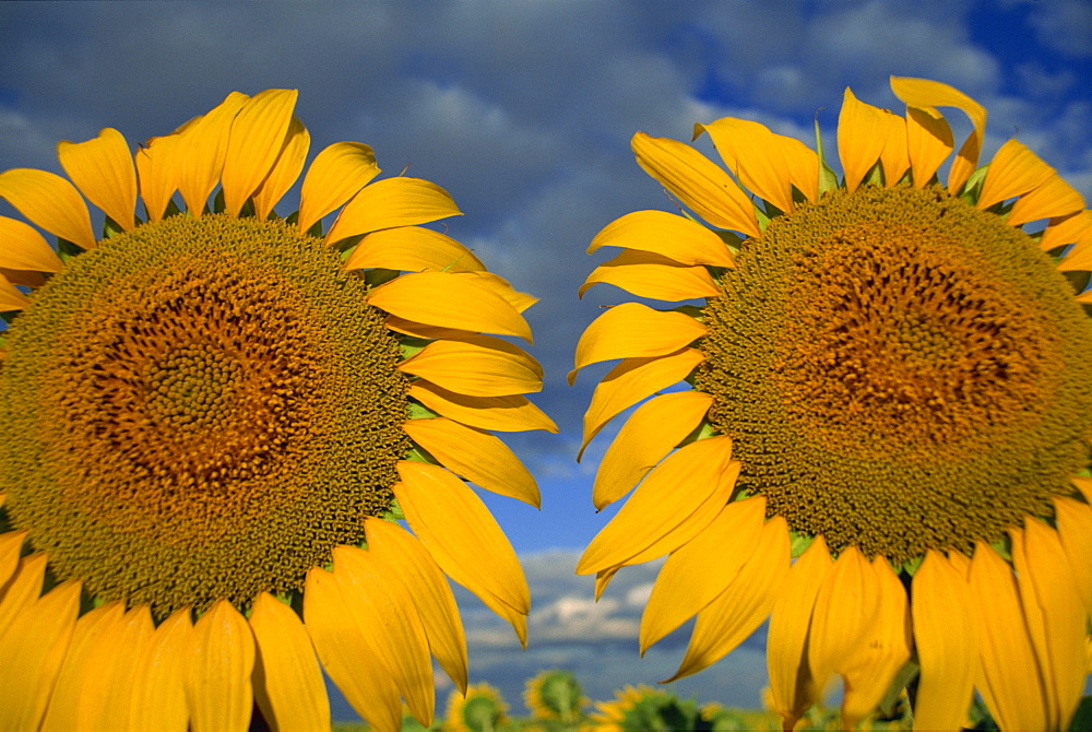 Close-up of two sunflower heads in the Spanish sun, Spain, Europe