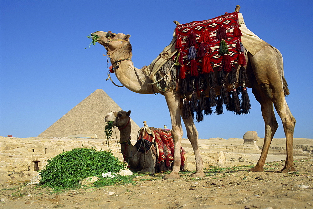 Camels at the Giza Pyramids, Giza, Cairo, Egypt, North Africa, Africa