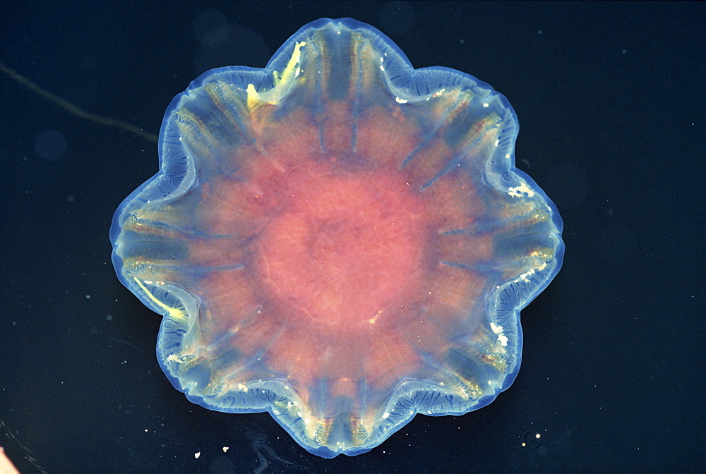 Close-up of a jellyfish on the surface of water, Tysfjord, Norway, Scandinavia, Europe