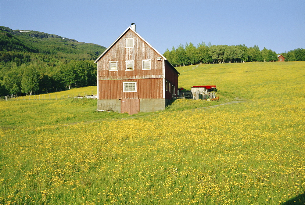 Barn in rape field in summer, Lofoten, Nordland, Arctic Norway, Scandinavia, Europe