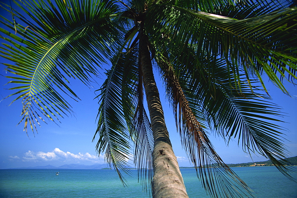 Palm tree overhanging turquoise waters at Koh Samui, Thailand, Southeast Asia, Asia