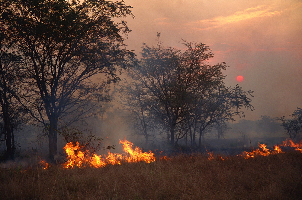 Burning the stubble, wind blown fire at sunset, Uganda, East Africa, Africa