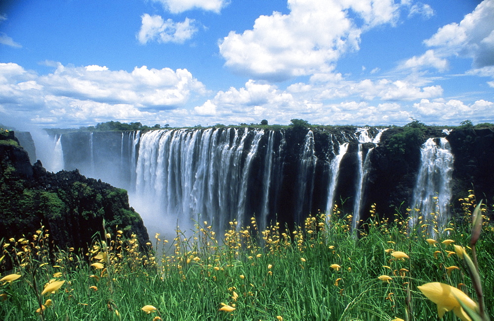 Flowers in bloom with the Victoria Falls behind, UNESCO World Heritage Site, Zambia, Africa