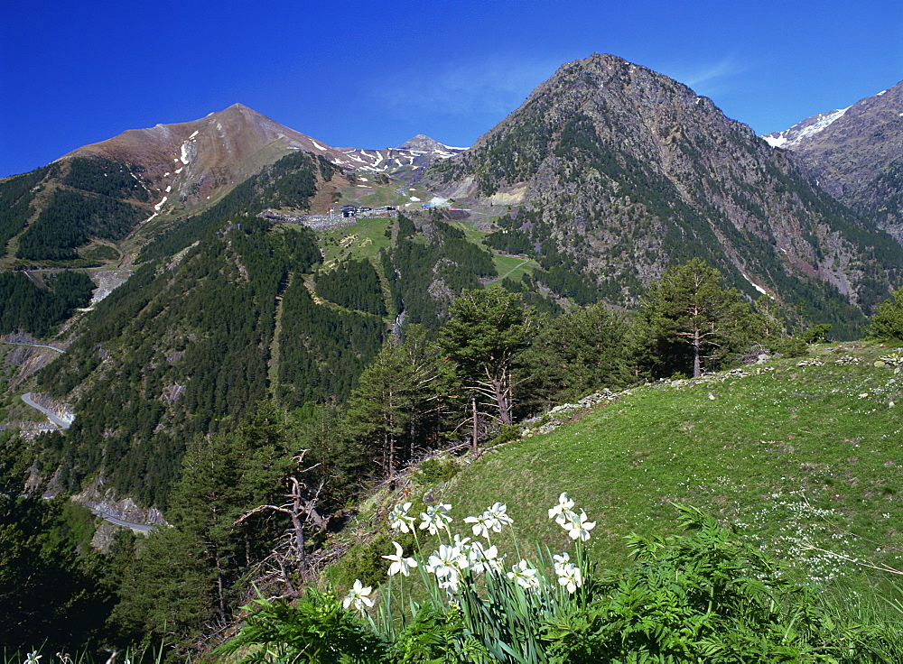 Poets narcissus (Narcissus poeticus) and view west across the Arinsal valley to the Arinsal ski station in early summer, Arinsal, Percanela, Andorra, Europe