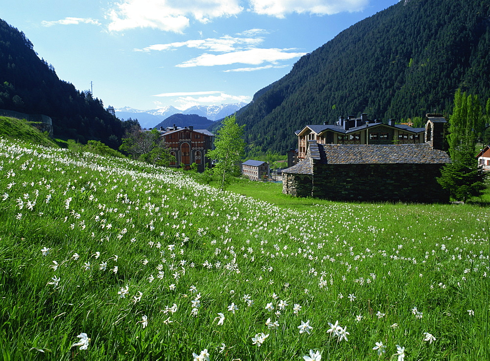 Poet's narcissus (Narcissus poeticus) and tiny old church above Arinsal village where Andorra's national flower grows in profusion, Arinsal, Andorra, Pyrenees, Europe