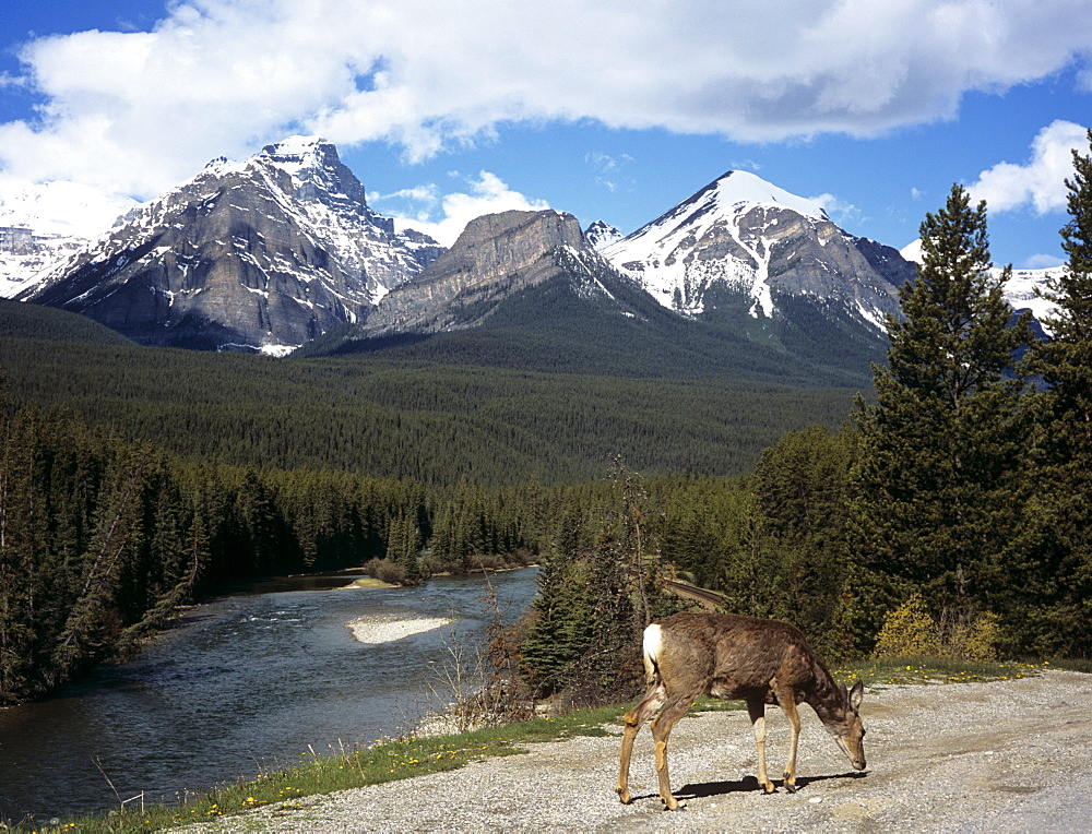 Mule deer (Odocoileus hemionus), Bow Valley Parkway by the Bow River, near Lake Louise, Banff National Park, UNESCO World Heritage Site, Rocky Mountains, Alberta, Canada, North America