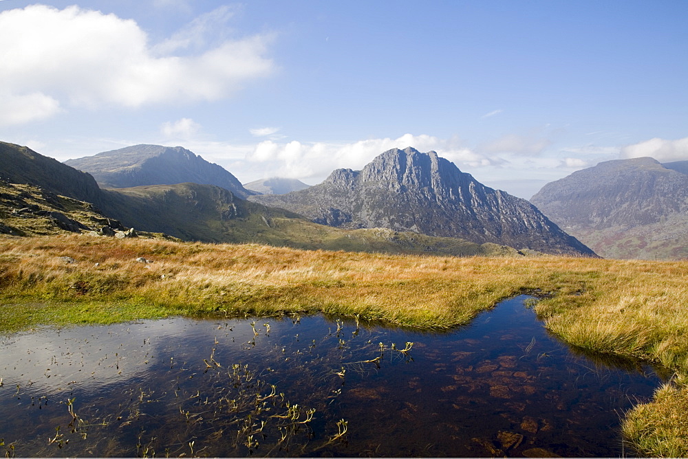 Bogbean (Menyanthes trifoliata) in foreground, with Glyder Fach, Bristly Ridge and Tryfan mountain east face across Nant yr Ogof, Snowdonia National Park, Ogwen, Conwy, Wales, United Kingdom, Europe