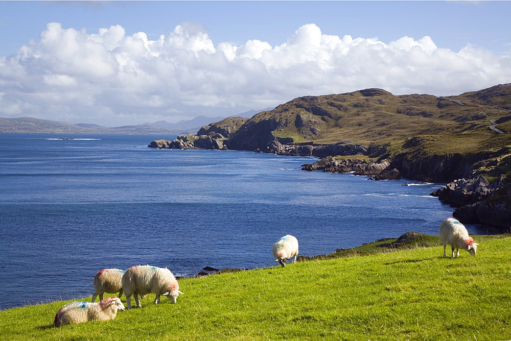 Sheep grazing by rugged coastline of Coulagh Bay between Urhin and Allihies on Ring of Beara tourist route, Knocknagallaun, Beara Peninsula, County Cork, Munster, Republic of Ireland, Europe