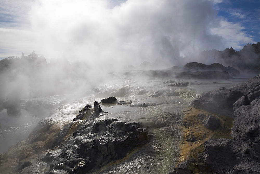 Pohutu geyser erupting steaming water from sulphurous mud and rock in Te Puia, Whakarewarewa Thermal Reserve in geothermal valley, Rotorua, North Island, New Zealand, Pacific