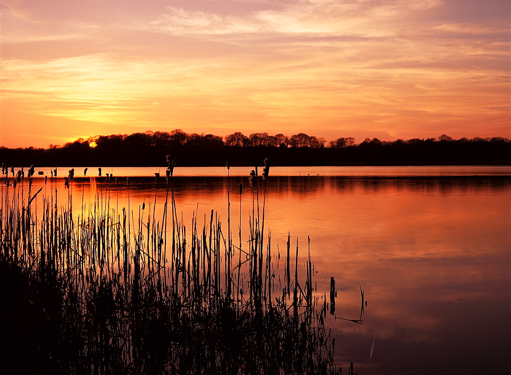 Reedmace silhouetted in foreground at sunset, Frensham Great Pond, near Farnham, Surrey, England, United Kingdom, Europe