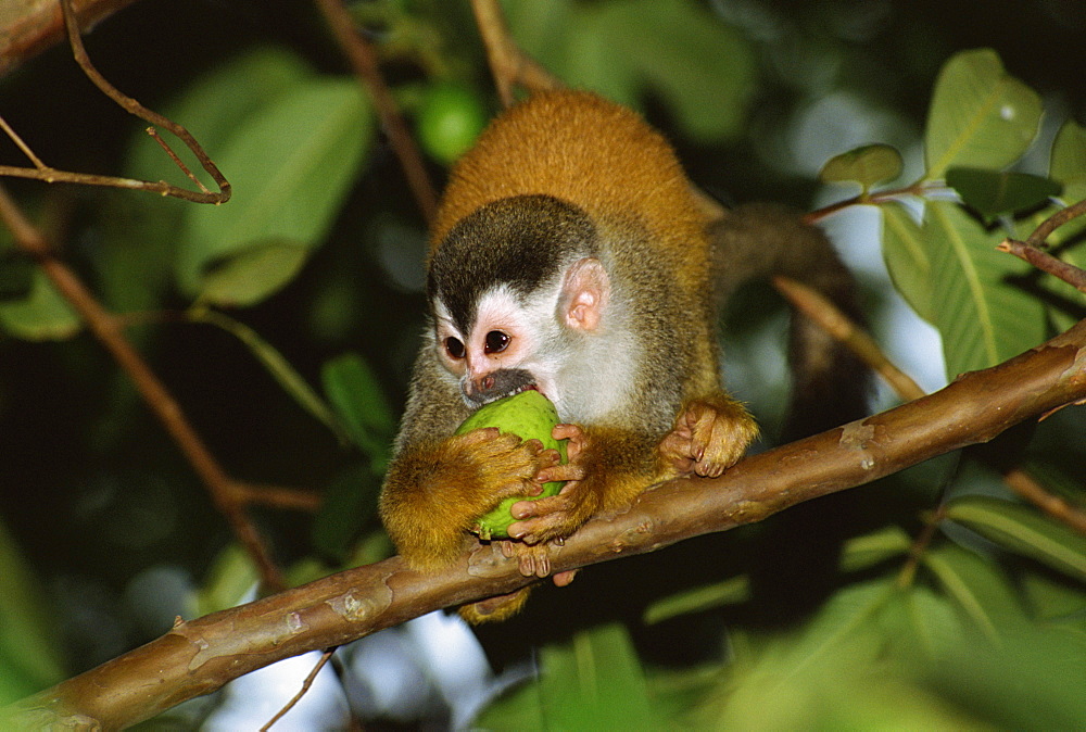 Juvenile squirrel monkey (Saimiri oerstedii) biting a fruit whilst standing on a branch, Manuel Antonio, Quepos, Puntarenas, Costa Rica, Central America