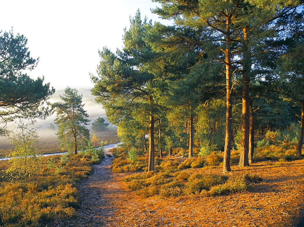 Scots pine trees just after sunrise in autumn, Frensham Little Pond, Frensham Common, owned by National Trust, Surrey, England, United Kingdom, Europe