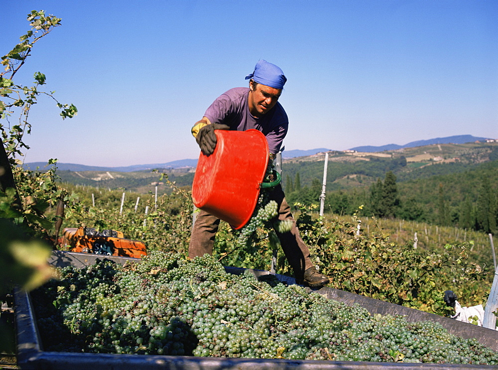 Harvesting grapes in the Chianti Classico region, Castelo Brolio Estate, Tuscany, Italy, Europe