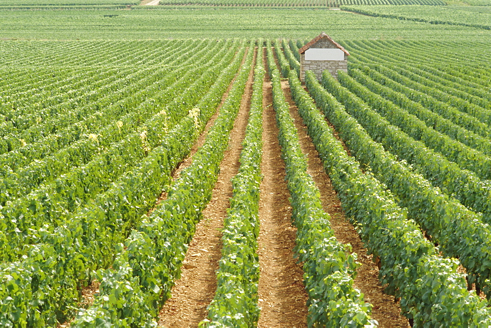 Meursault Genevrieres Premier Cru vineyard, Cote de Beaune, France, Europe