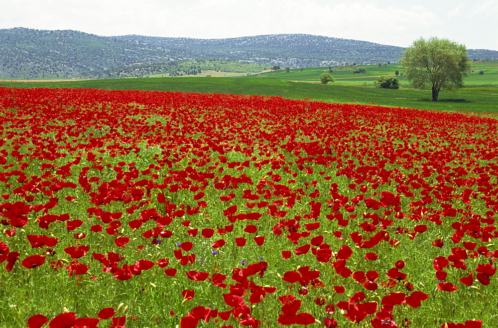 Spring flowers near Beysehir, Anatolia, Turkey, Asia Minor, Eurasia