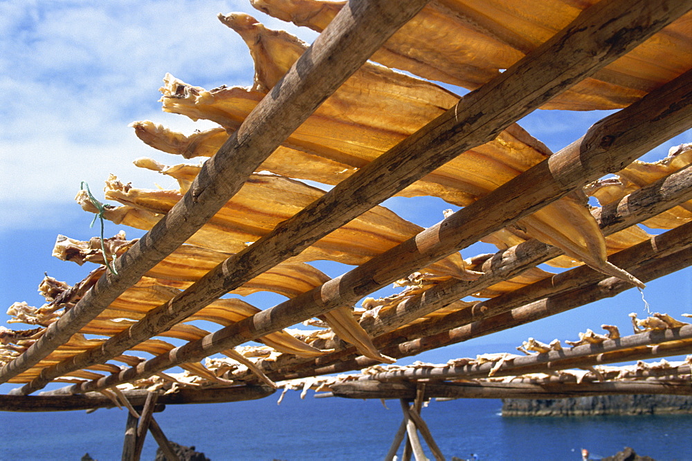 Cod drying, Camara de Lobos, Madeira, Portugal, Atlantic, Europe