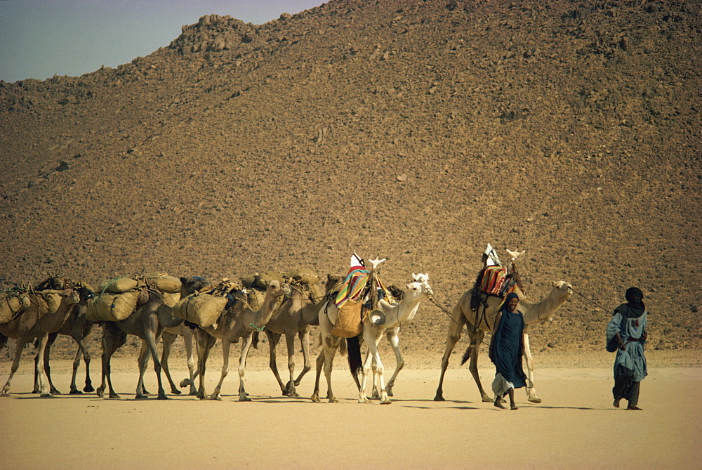 Tuareg people leading camel train across desert, Algeria, North Africa, Africa