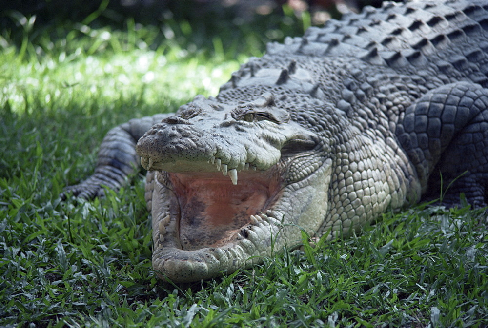 Twenty four foot saltwater crocodile (Crocodilus porosus), Hartleys Creek, Queensland, Australia, Pacific