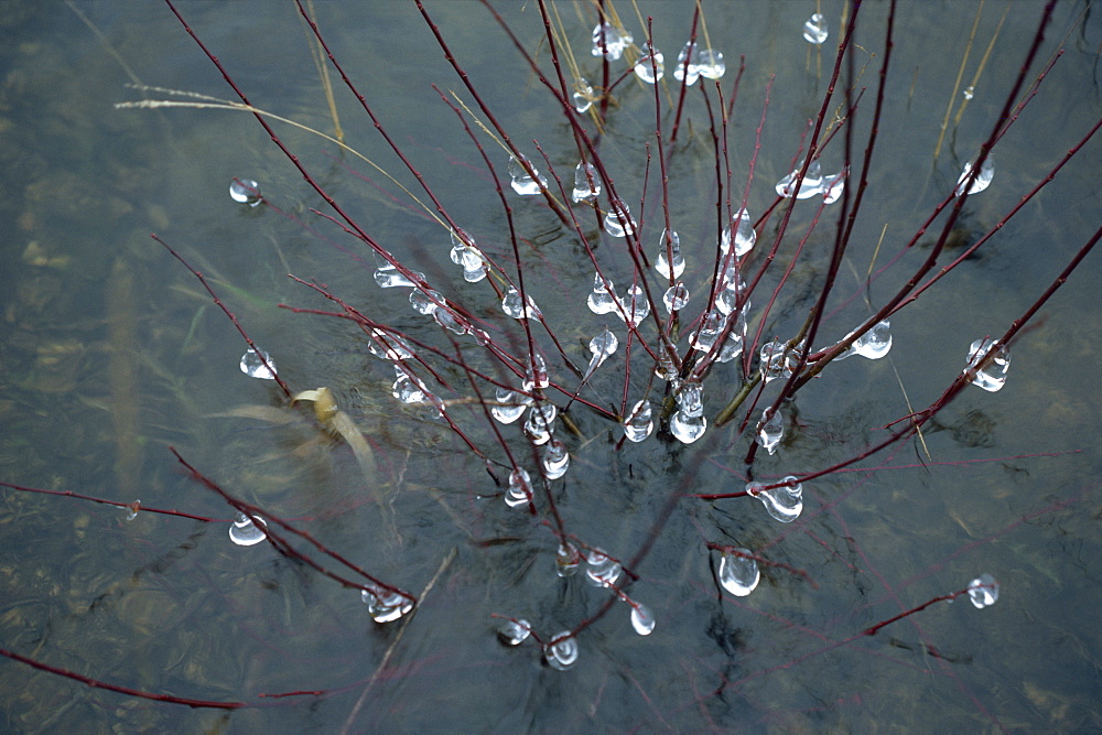 Ice droplets on branches of a bush in a severe winter at Trenchford Reserve, Devon, England, United Kingdom, Europe