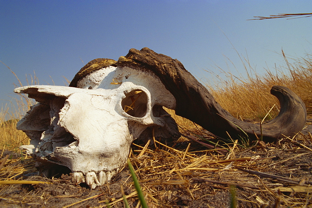 Skull of Cape buffalo (Syncerus caffer), Kruger National Park, South Africa, Africa