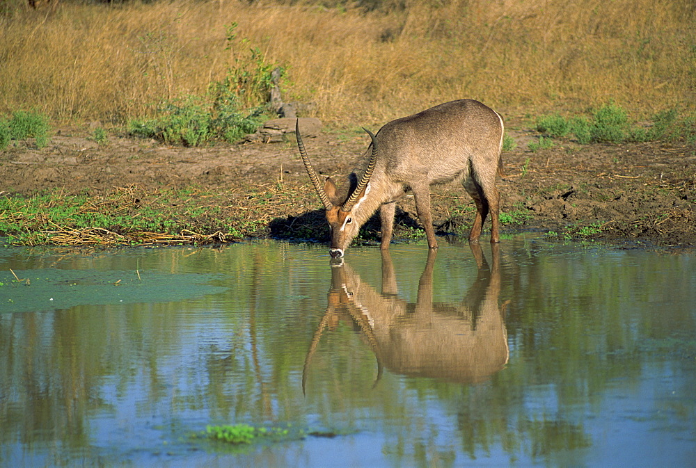 A single waterbuck (Kobus ellipsiprymnus) reflected in water of water hole, drinking, Kruger National Park, South Africa, Africa