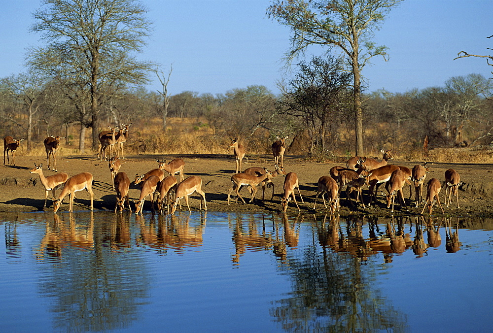 Tranquil scene of a group of impala (Aepyceros melampus) drinking and reflected in the water of water hole, Kruger National Park, South Africa, Africa