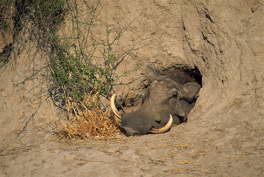 Close-up of the head of a warthog (Phacochoerus africanus), in a burrow, Okavango Delta, Botswana, Africa