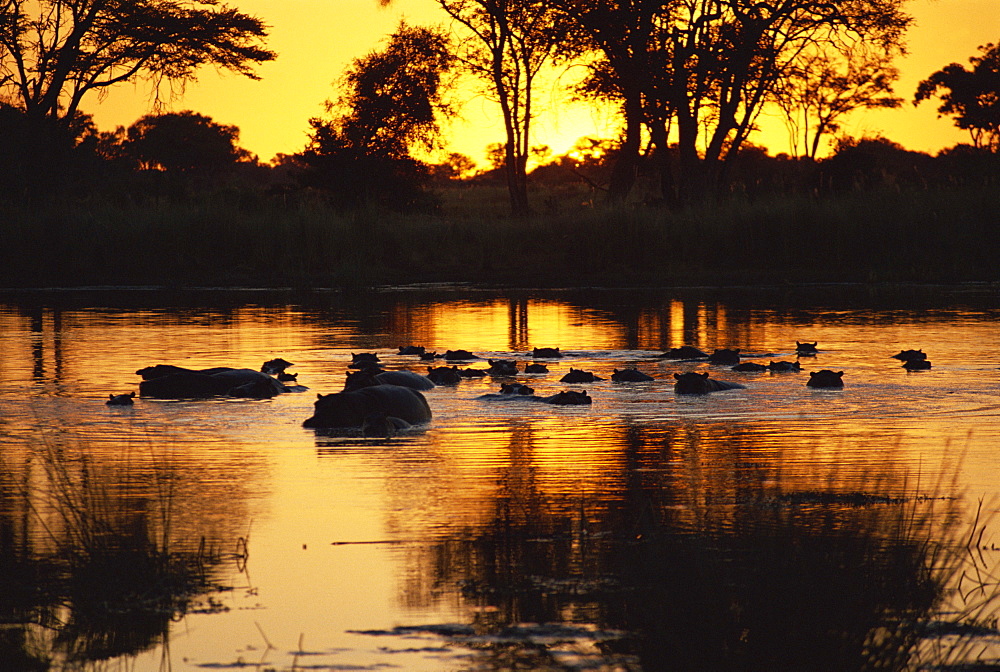 Tranquil scene of a group of hippopotamus (Hippopotamus amphibius) in water at sunset, Okavango Delta, Botswana, Africa