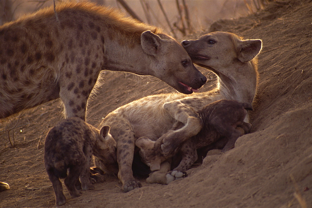 Spotted hyenas (Crocutta crocutta), Kruger National Park, South Africa, Africa