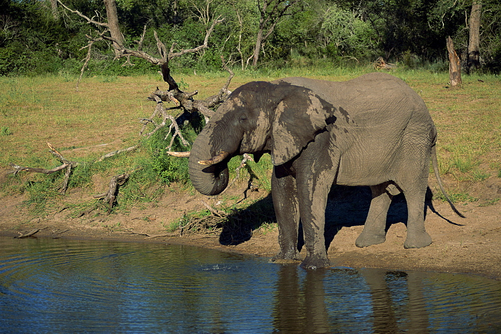 African elephant on the edge of water, Kruger National Park, South Africa, Africa