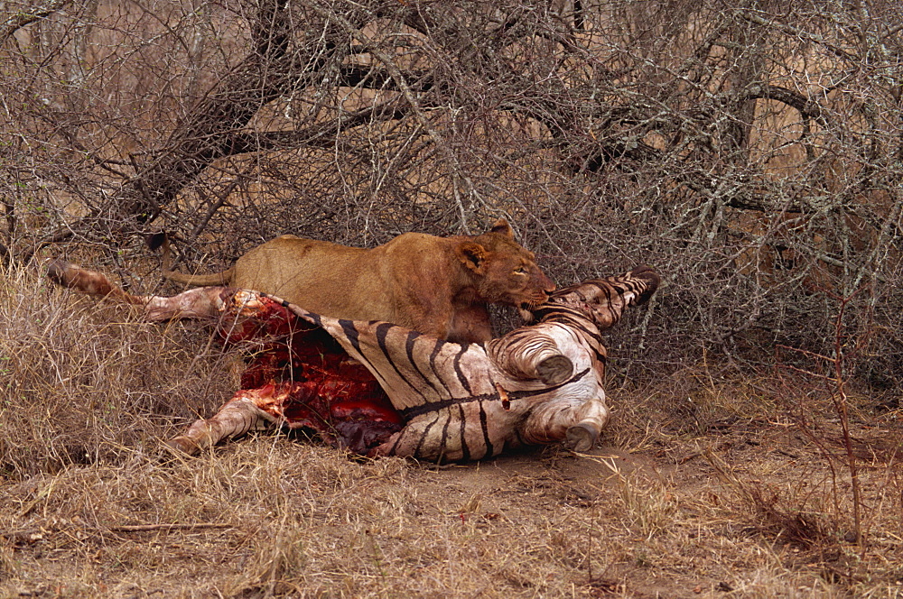 Lion (Panthera leo) with prey, Kruger Park, South Africa, Africa