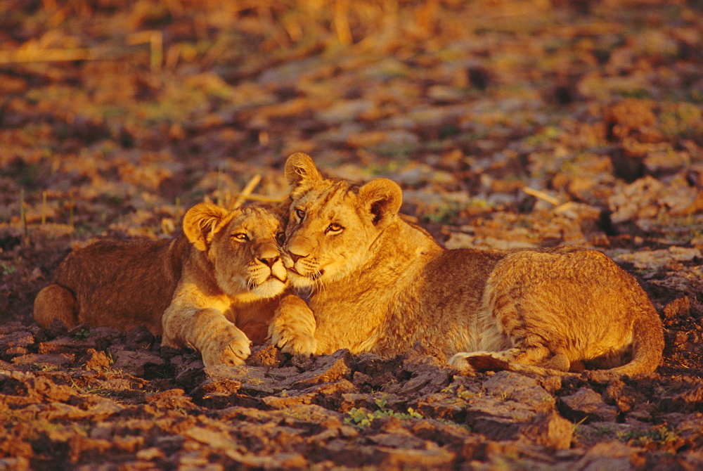 Lioness and cub, Okavango Delta, Botswana, Africa