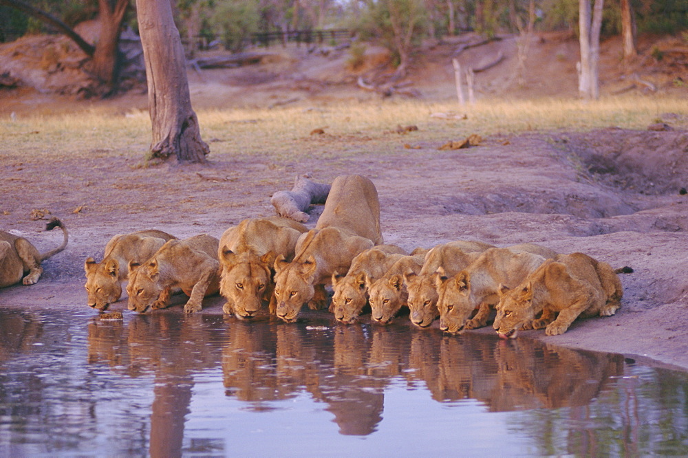 Lion (Panthera leo) at water hole, Okavango Delta, Botswana, Africa