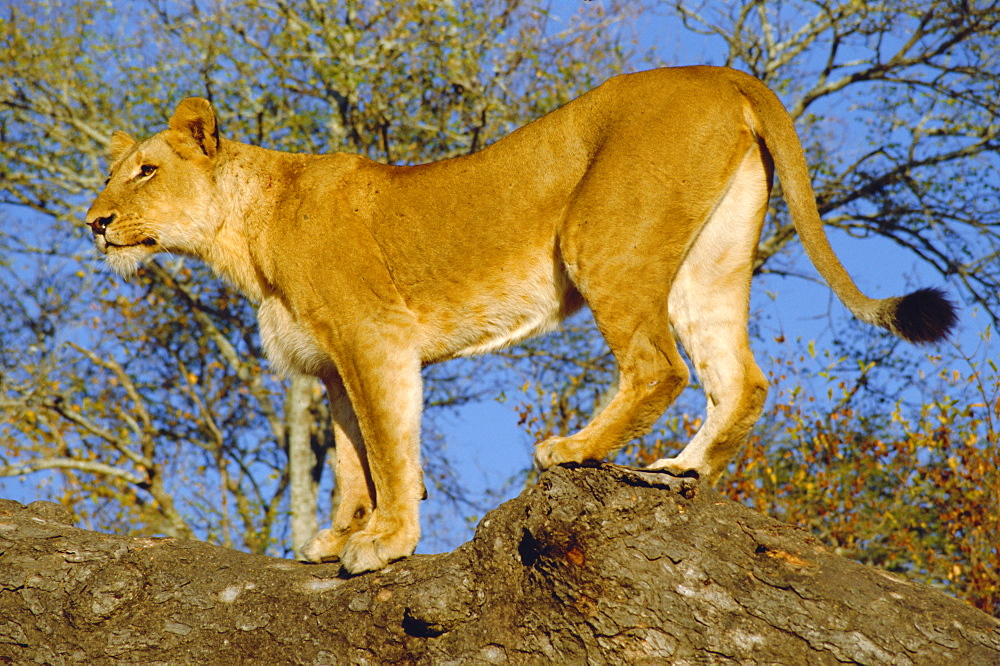 Lion, Kruger Park, South Africa