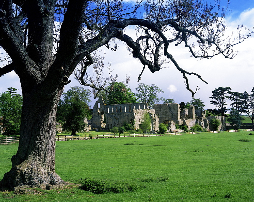 Jervaux Abbey near Masham, North Yorkshire, Yorkshire, England, United Kingdom, Europe