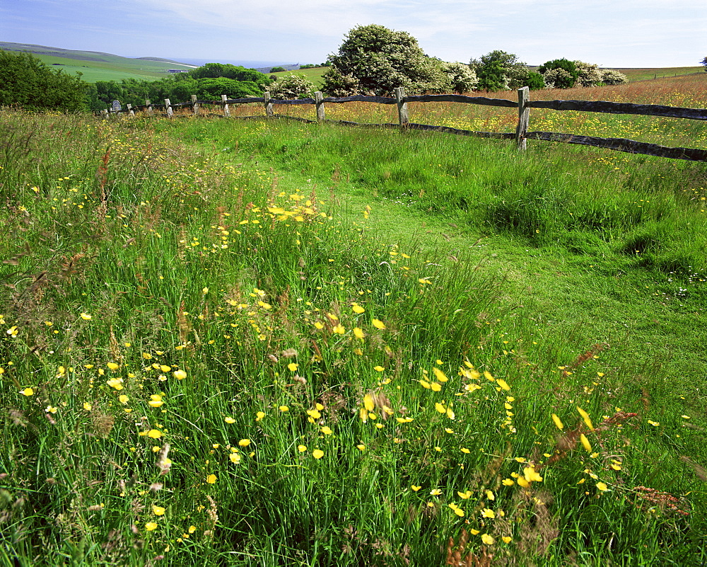 South Downs Way near East Dean, East Sussex, England, United Kingdom, Europe