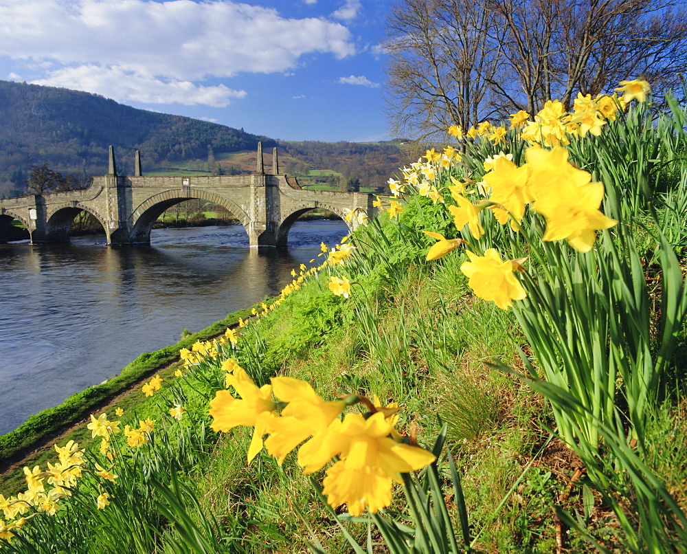 Daffodils by the River Tay and Wade's Bridge, Aberfeldy, Perthshire, Scotland, UK, Europe