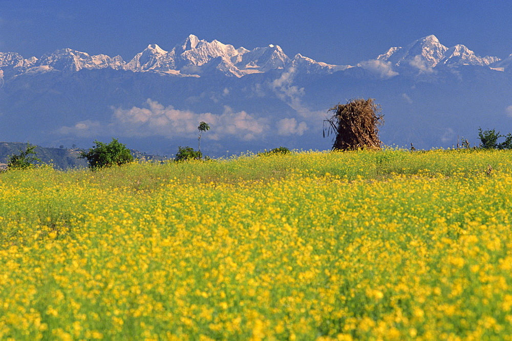 Landscape of yellow flowers of mustard crop and the snow-capped Himalayas in the background, seen from Dhulikhel, Kathmandu, Nepal, Asia