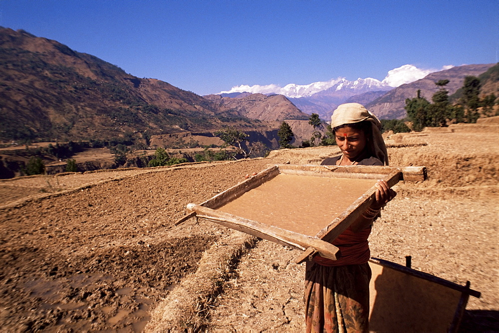 Lhokta paper being soaked and dried in sun in wooden frame on a U.N. funded project, Bhaktapur (Bhadgaun), Nepal, Asia