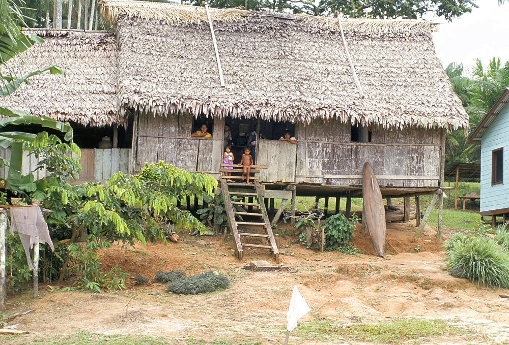 Thatched homes along the river, Javari River, Amazon basin rainforest, Peru, South America