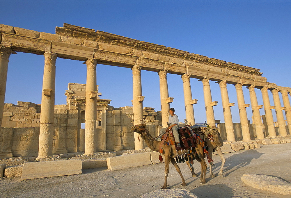 Boy on camel in front of the great colonnade, Palmyra, UNESCO World Heritage Site, Syria, Middle East