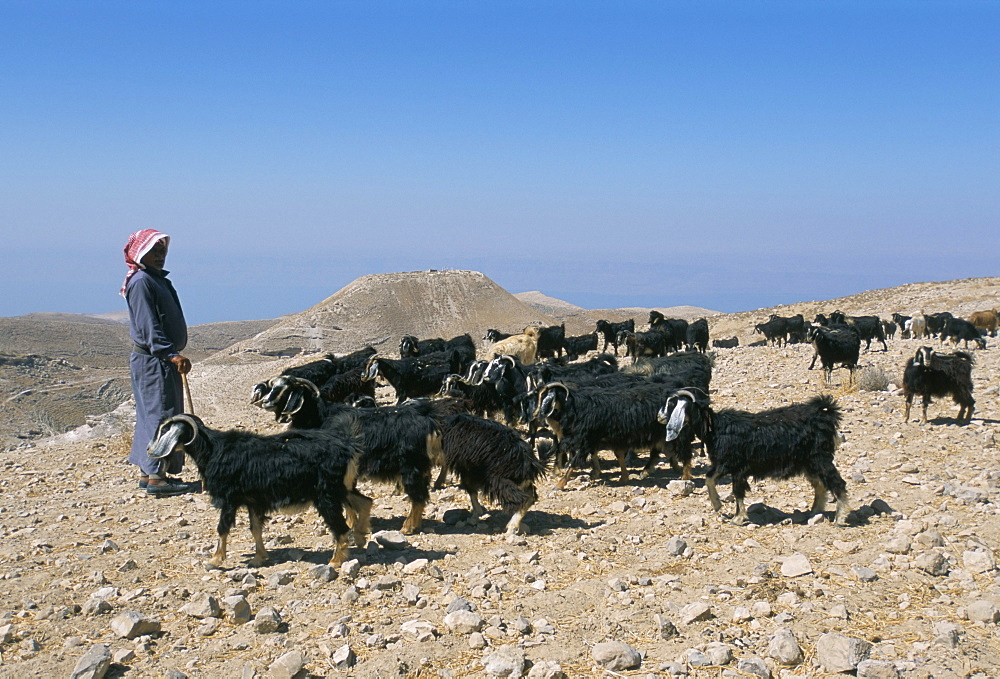 Bedouin goat herder, Harodus castle, Jordan, Middle East