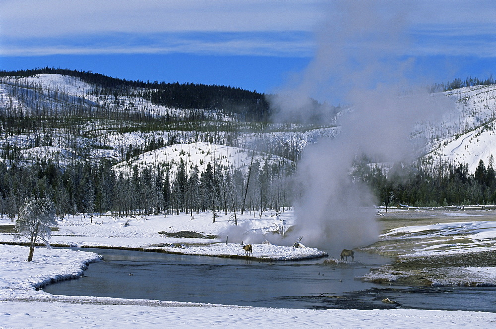 Geysers in Yellowstone National Park, UNESCO World Heritage Site, Montana, United States of America, North America