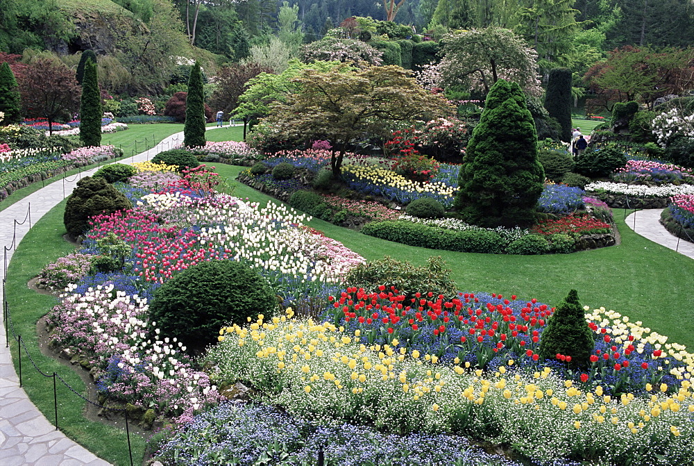 Tulips in the Butchart Gardens, Vancouver Island, Canada, British Columbia, North America