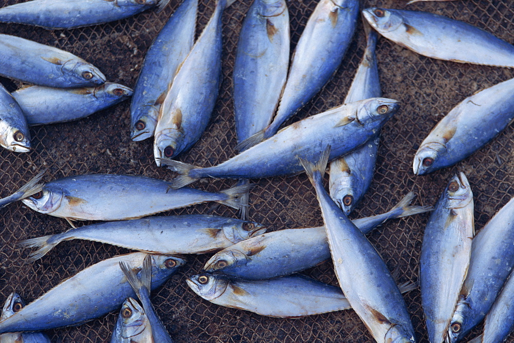 Fish on wire mesh awaiting drying, in Goa, India, Asia