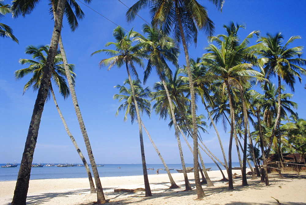 Palm fringed beach, Goa, India