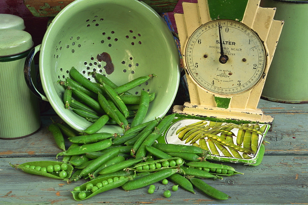 Close-up of still life of fresh garden peas in an old colander with old Salter scales and seed packet